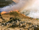 Incendios forestales: Sanciones pueden llegar hasta los 20 años de presidio