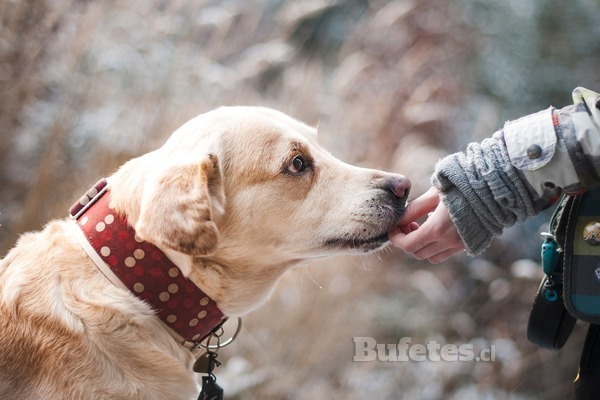 Conoce el proyecto de Ley de Tenencia Responsable de Mascotas