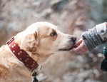 Conoce el proyecto de Ley de Tenencia Responsable de Mascotas