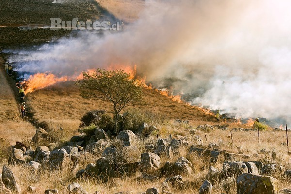 Incendios forestales: Sanciones pueden llegar hasta los 20 años de presidio